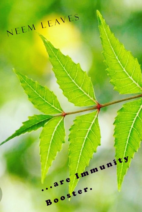 Neem leaves home remedies for immunity boosters